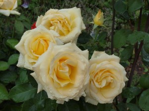 THE WAINWRIGHT ROSE (hybrid tea)